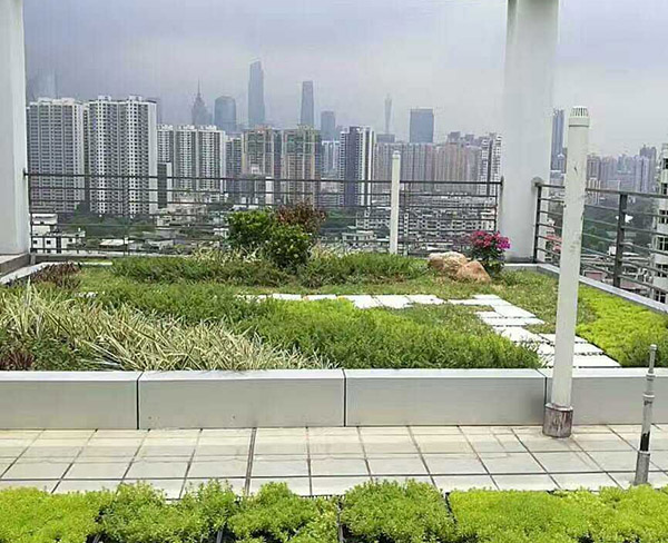 屋頂綠化 